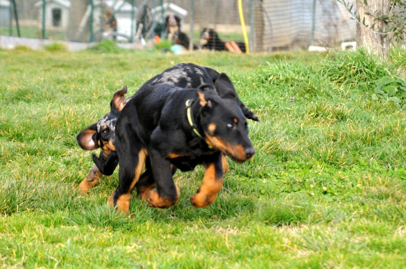 CH. Fame du berceau de bfamily