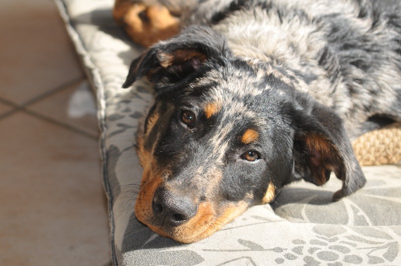 CH. Fame du berceau de bfamily