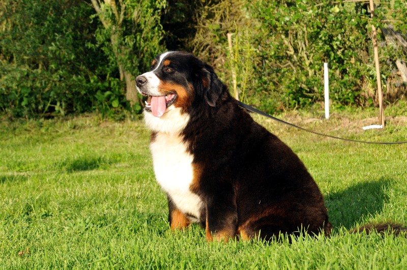 Publication : du berceau de bfamily Auteur : J.Avelin