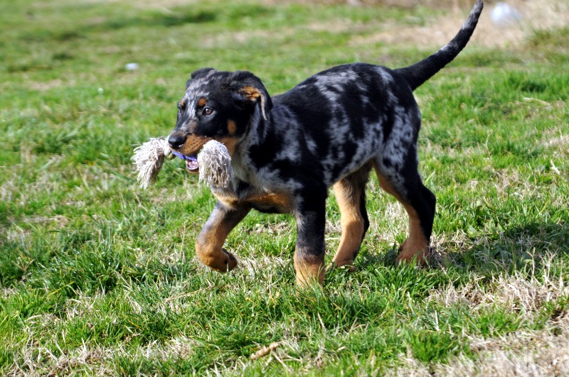 CH. Fame du berceau de bfamily