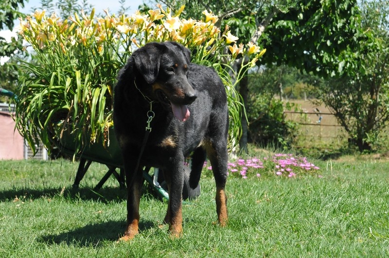 Gazelle du berceau de bfamily