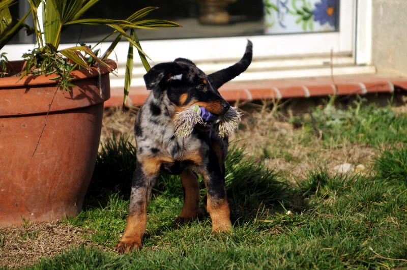 CH. Fame du berceau de bfamily