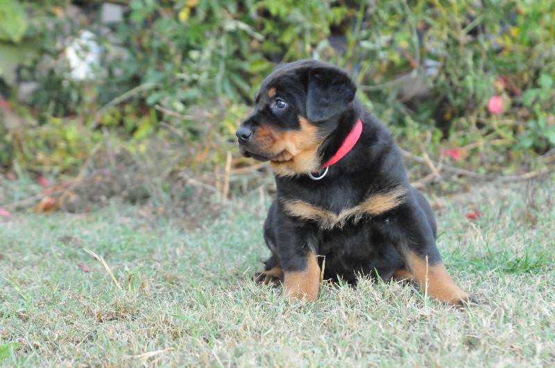 Gazelle du berceau de bfamily