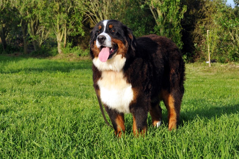 Publication : du berceau de bfamily Auteur : J.Avelin