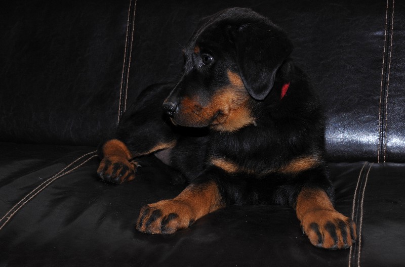 Gazelle du berceau de bfamily