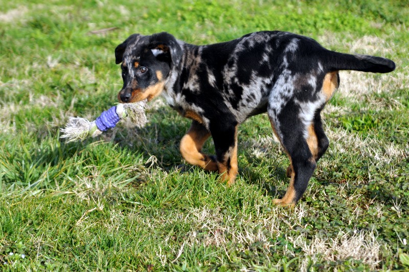 CH. Fame du berceau de bfamily