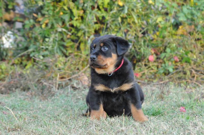 Gazelle du berceau de bfamily