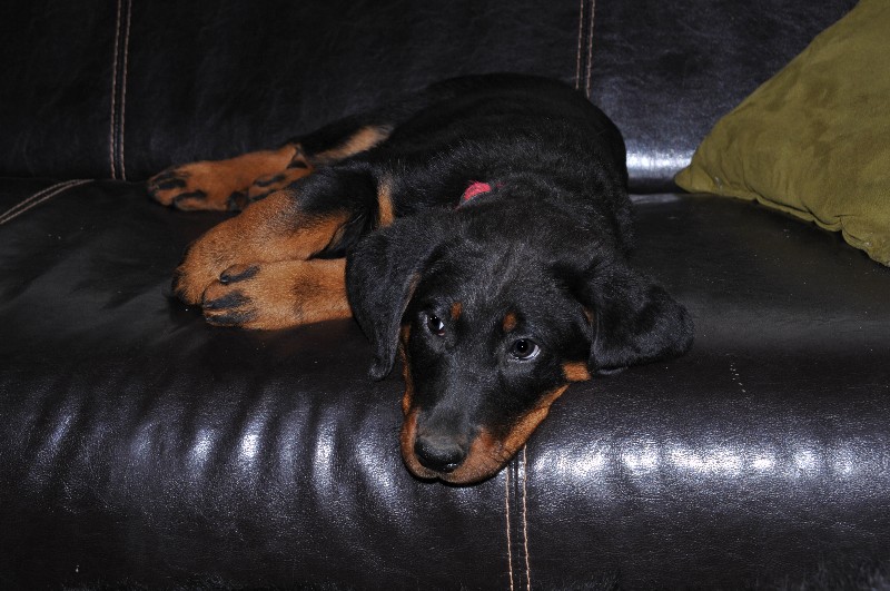 Gazelle du berceau de bfamily