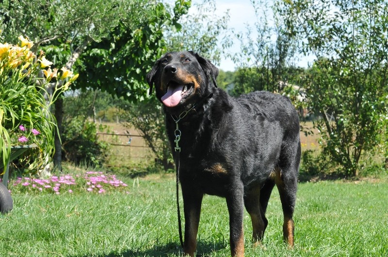 Gazelle du berceau de bfamily