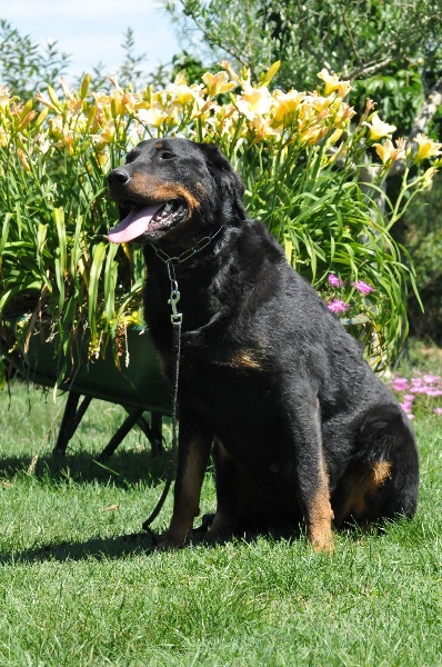 Gazelle du berceau de bfamily