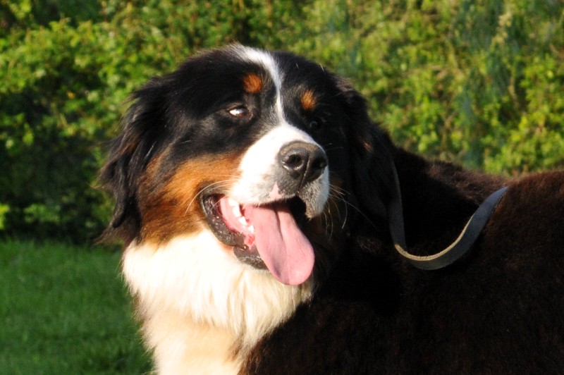 Publication : du berceau de bfamily Auteur : J.Avelin