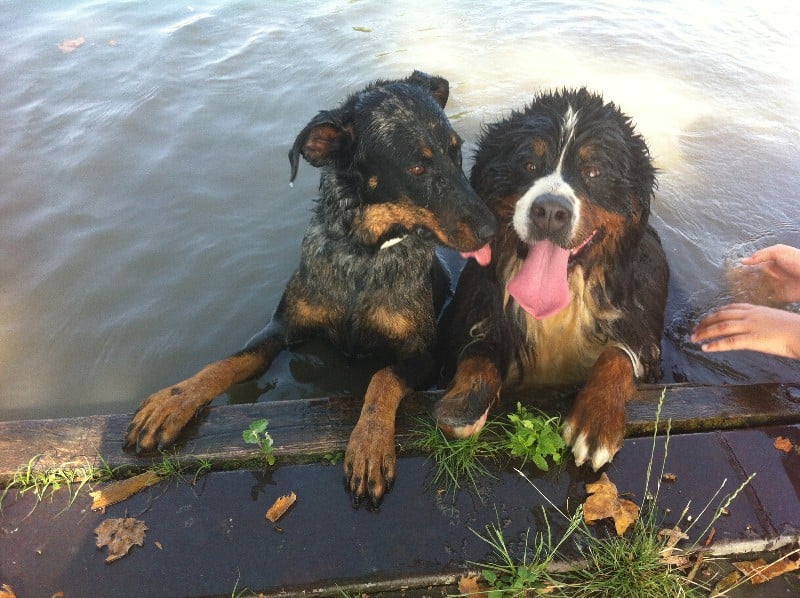 Publication : du berceau de bfamily Auteur : j.Avelin