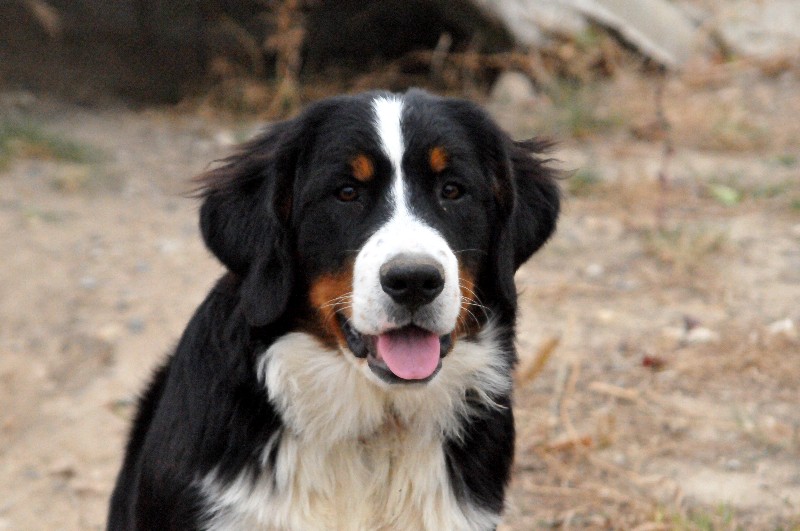 Publication : du berceau de bfamily Auteur : J.Avelin