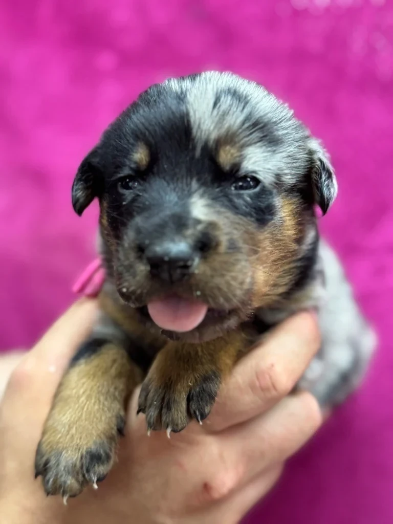 Andromaque descythie du berceau de bfamily