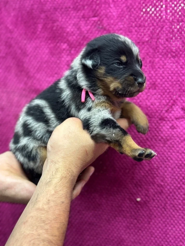 Andromaque descythie du berceau de bfamily