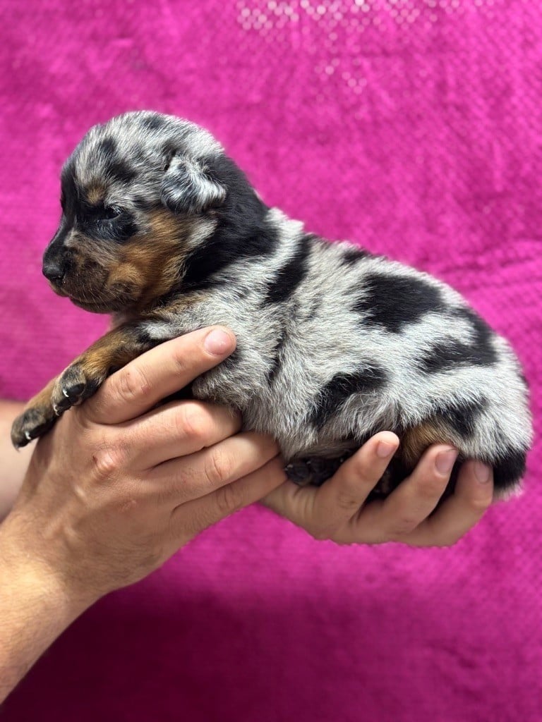 Andromaque descythie du berceau de bfamily