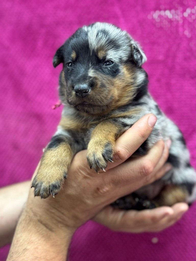 Andromaque descythie du berceau de bfamily