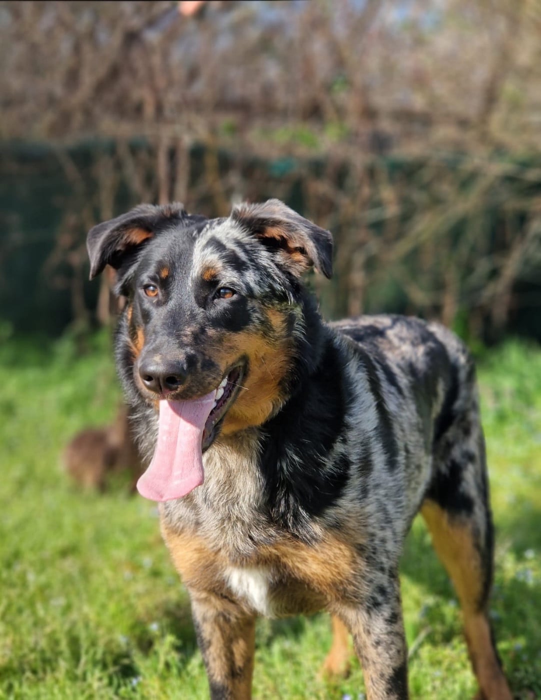 Andromaque descythie du berceau de bfamily