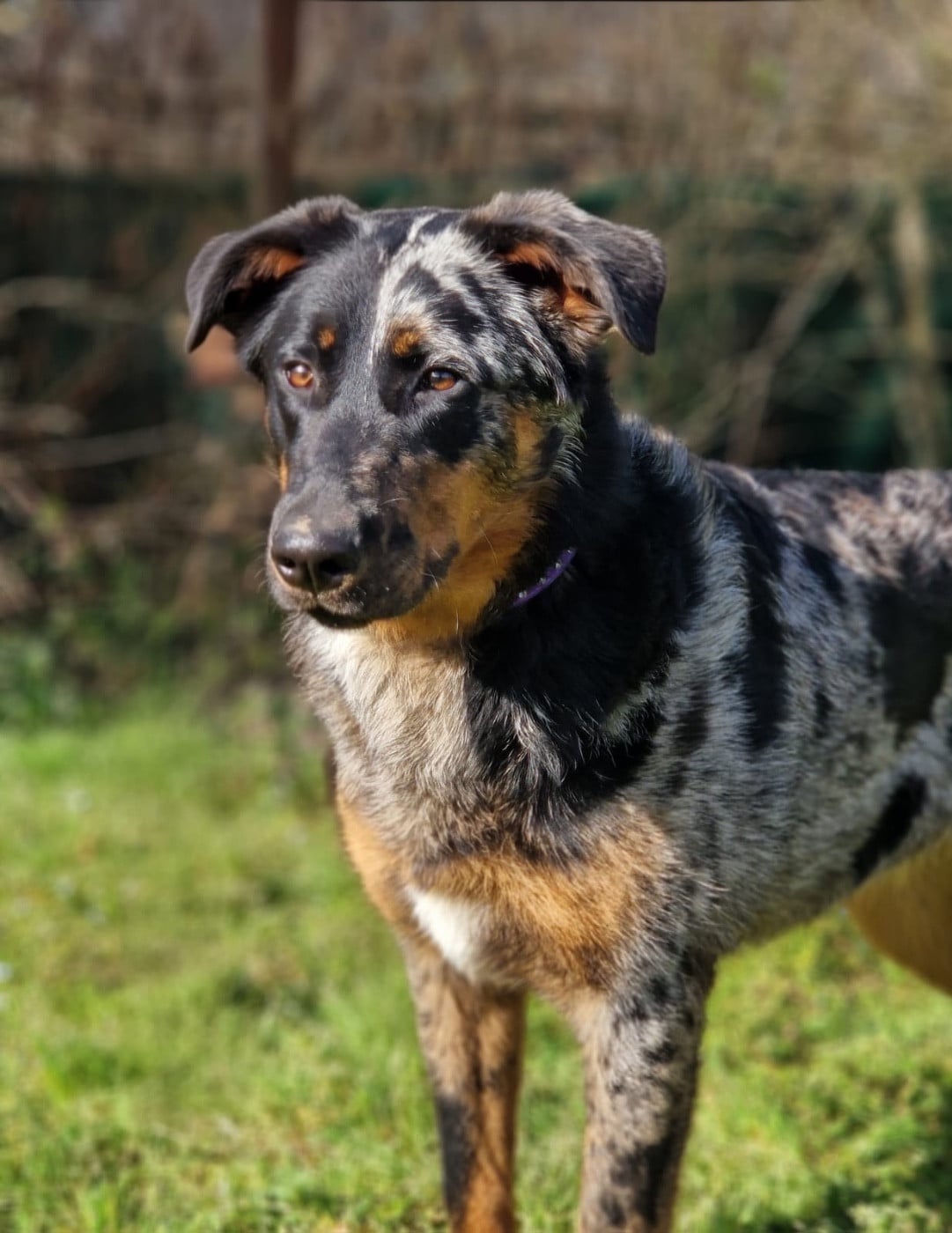 Andromaque descythie du berceau de bfamily