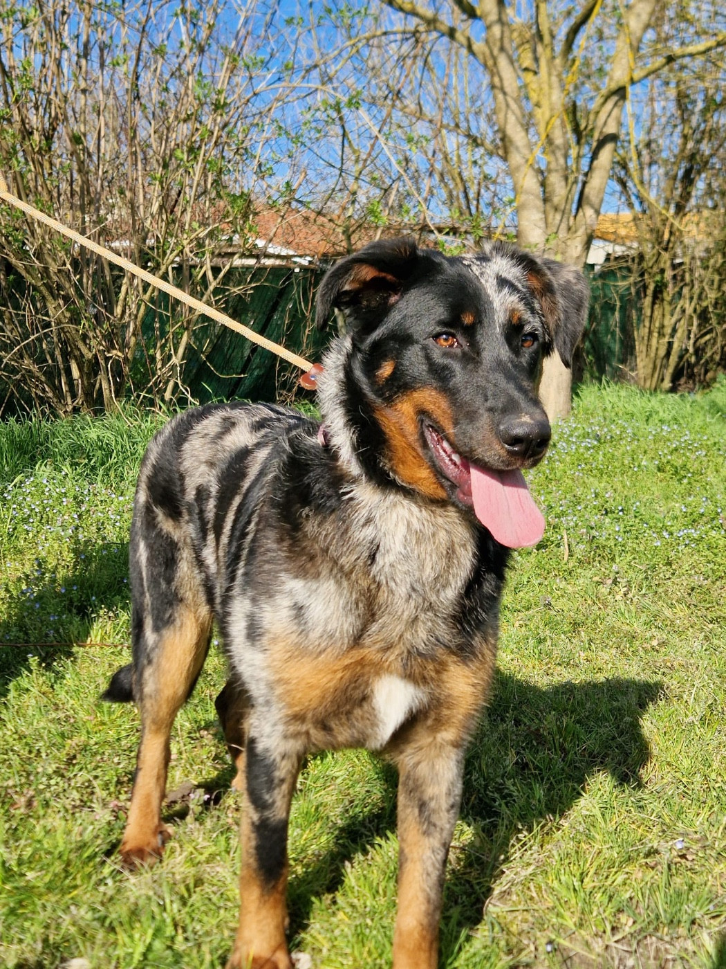 Andromaque descythie du berceau de bfamily