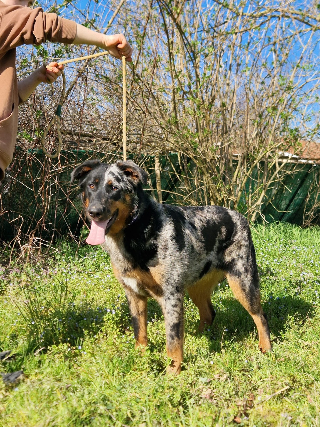 Andromaque descythie du berceau de bfamily