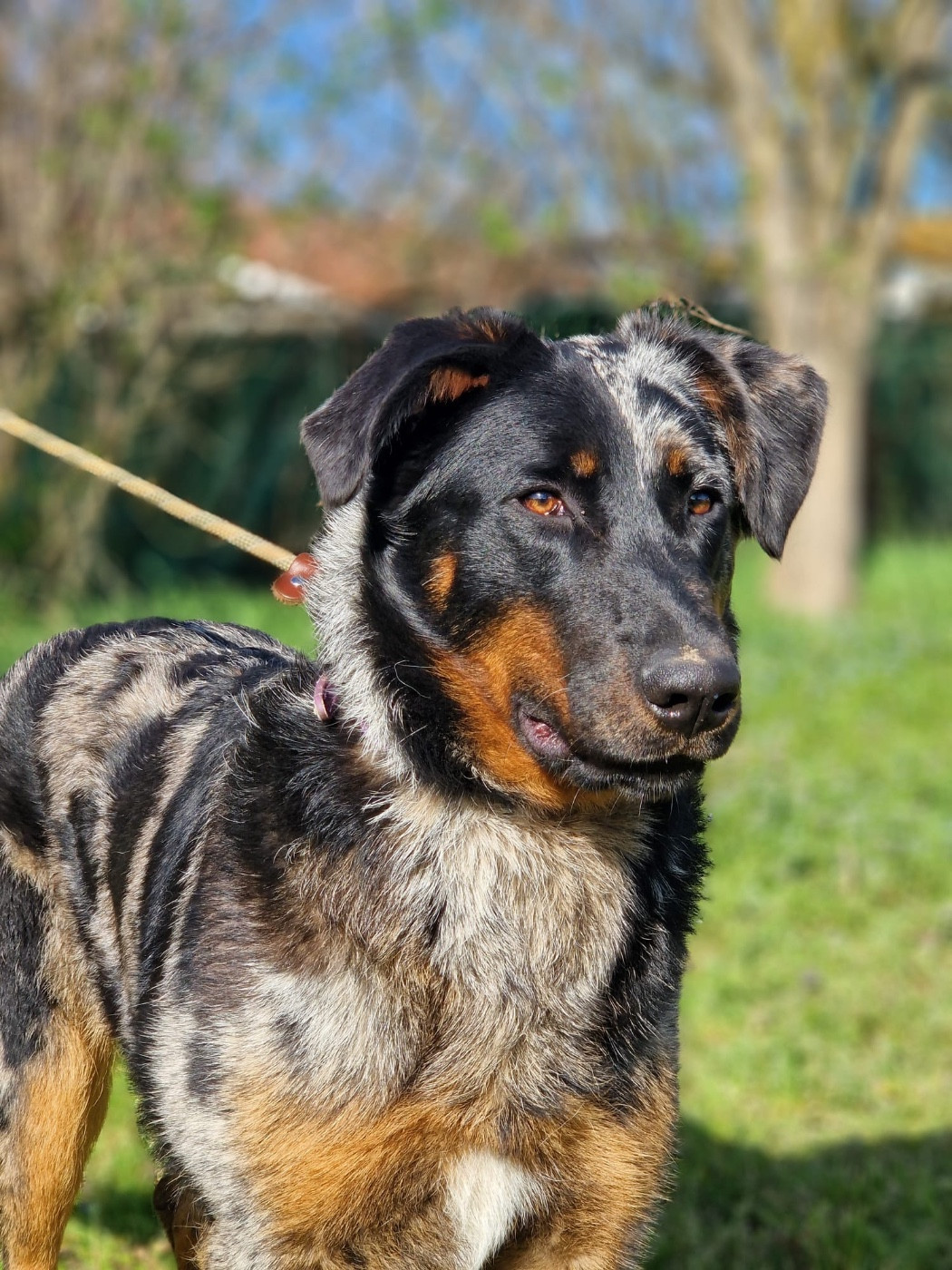 Andromaque descythie du berceau de bfamily