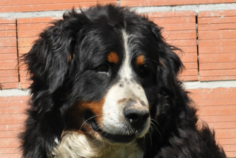 Gariguette ramène sa fraise du berceau de bfamily