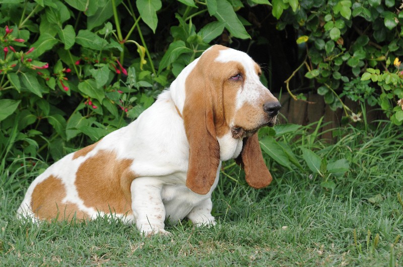 Publication : du berceau de bfamily Auteur : j.avelin