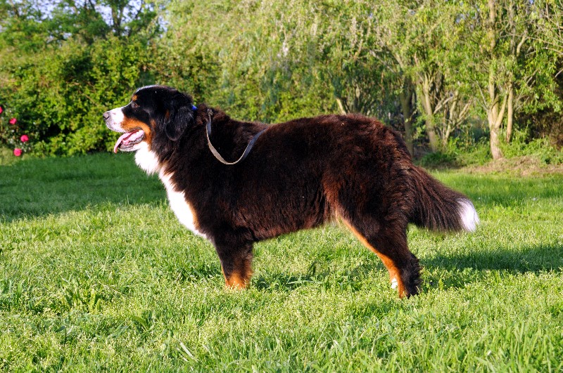 Publication : du berceau de bfamily Auteur : J.Avelin