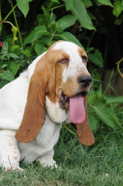 Publication : du berceau de bfamily Auteur : j.avelin