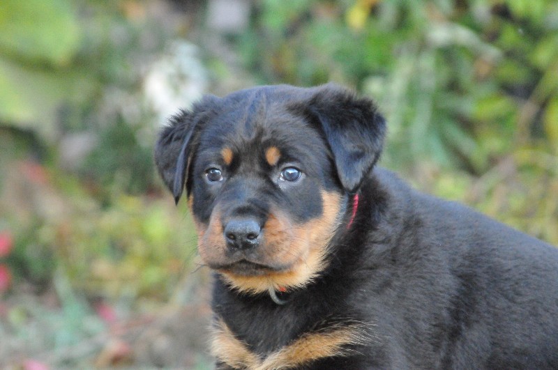 Gazelle du berceau de bfamily