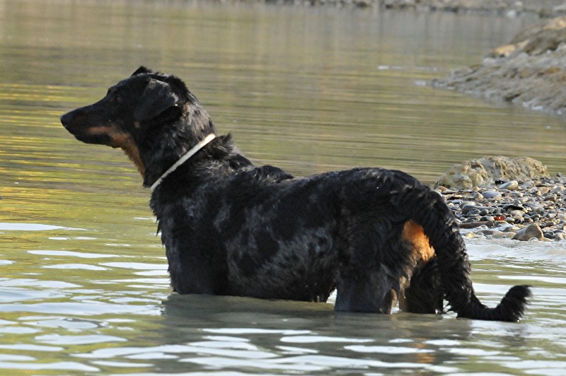 Publication : du berceau de bfamily Auteur : j.Avelin