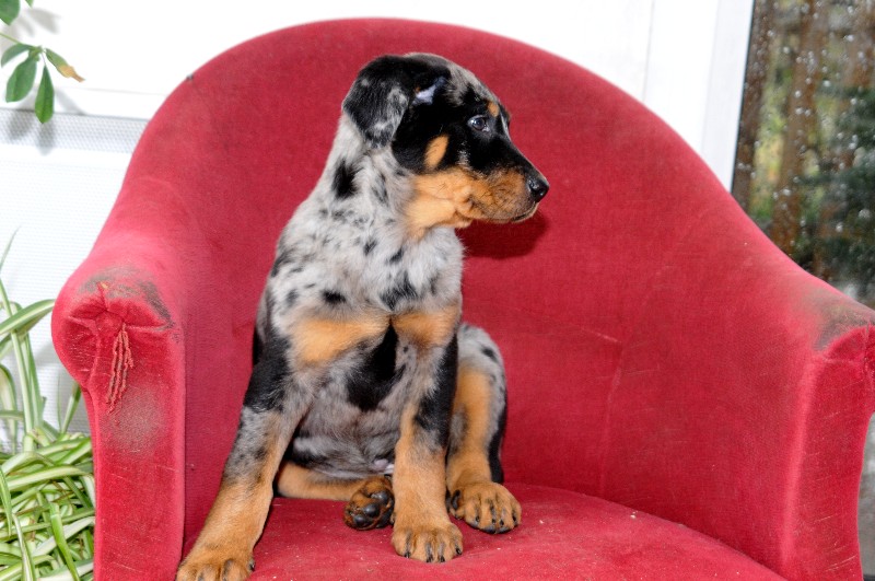 CH. Fame du berceau de bfamily