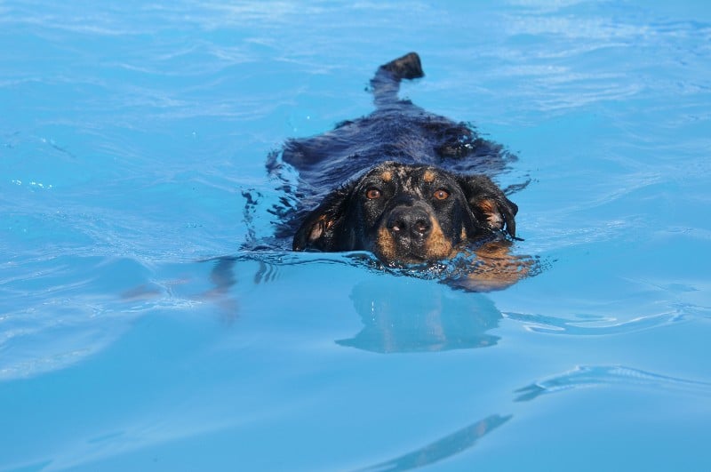 CH. Fame du berceau de bfamily