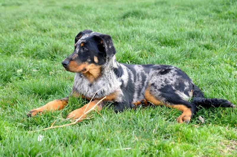 CH. Fame du berceau de bfamily