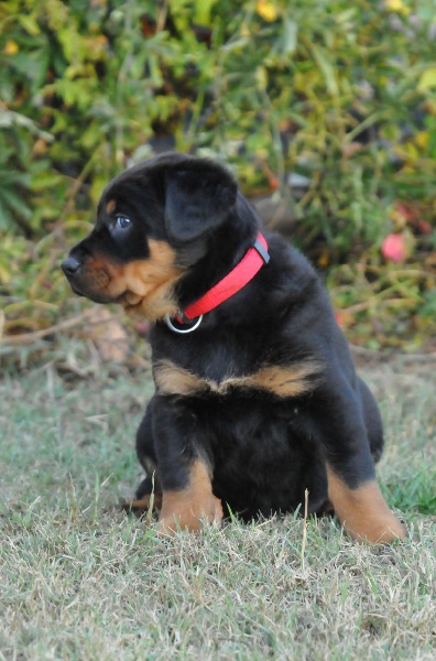 Gazelle du berceau de bfamily