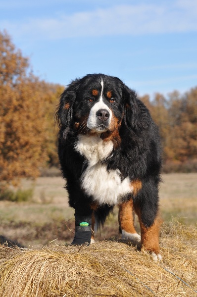 Dream du Haras de la Vergne