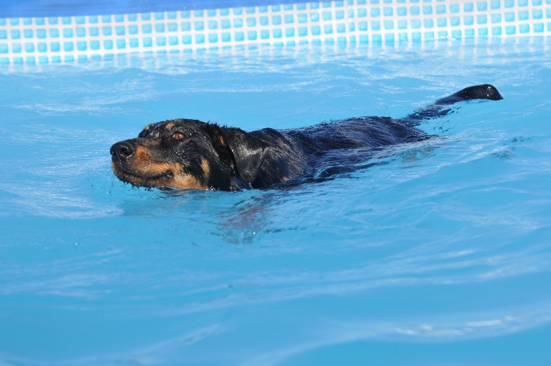 CH. Fame du berceau de bfamily