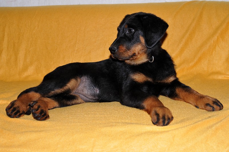 Gazelle du berceau de bfamily