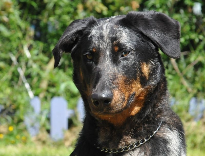 Publication : du berceau de bfamily Auteur : j.Avelin