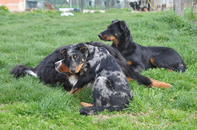 CH. Fame du berceau de bfamily