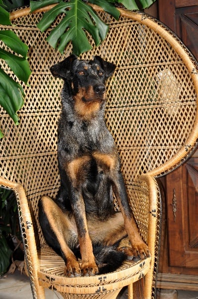 Publication : du berceau de bfamily Auteur : j.Avelin