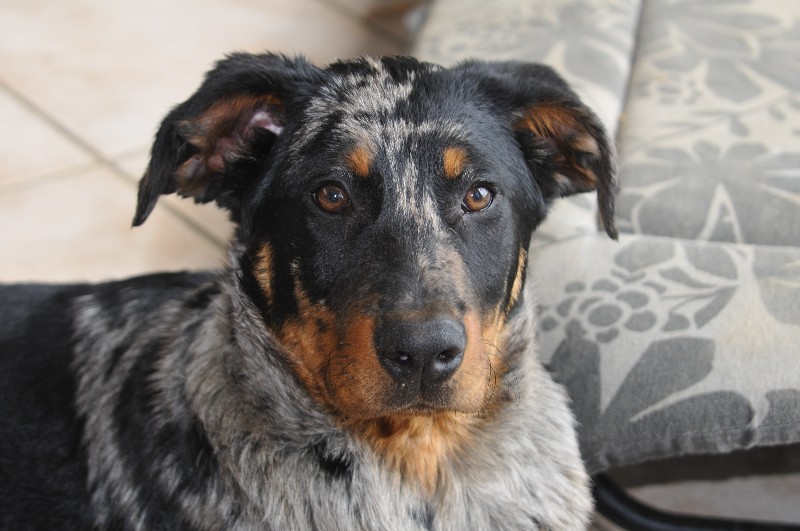 CH. Fame du berceau de bfamily