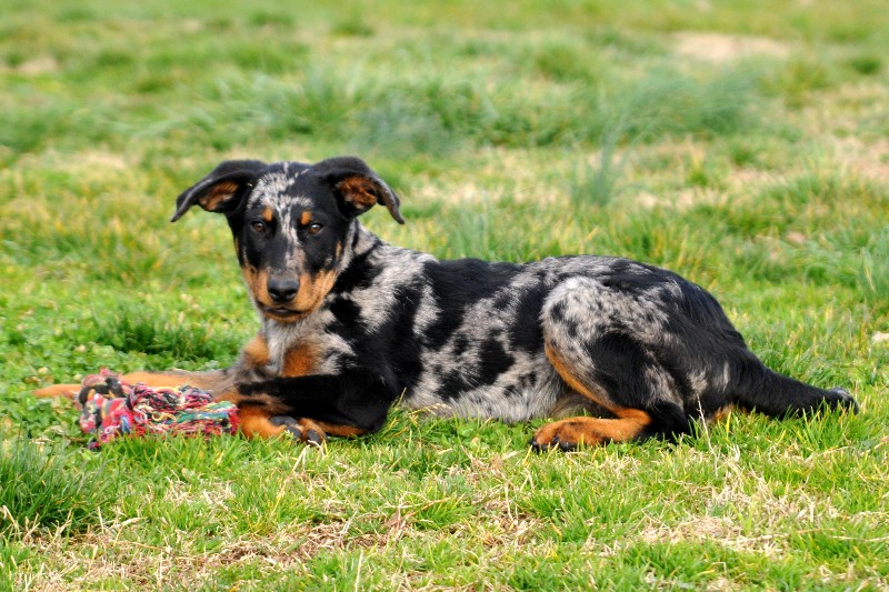 CH. Fame du berceau de bfamily