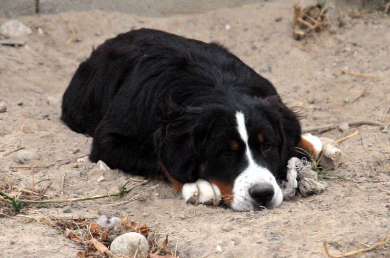 Publication : du berceau de bfamily Auteur : J.Avelin