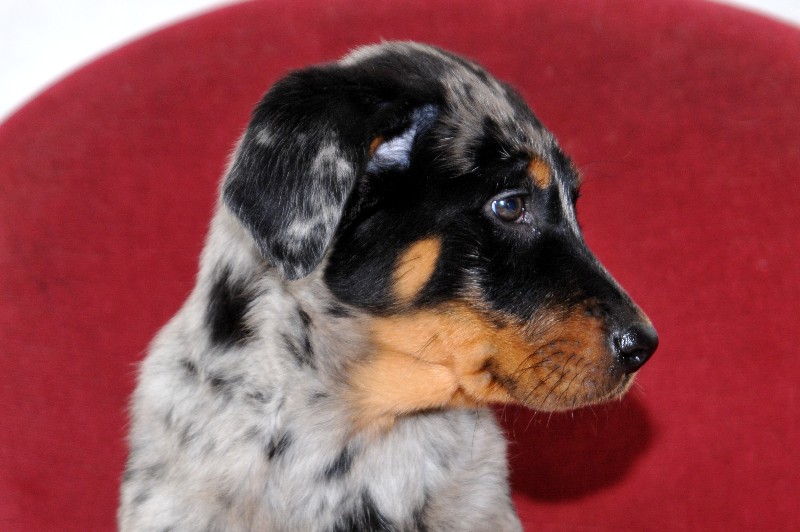 CH. Fame du berceau de bfamily