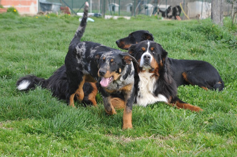 CH. Fame du berceau de bfamily