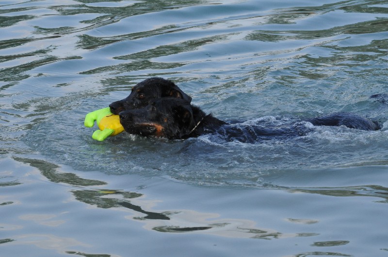 Publication : du berceau de bfamily Auteur : j.Avelin