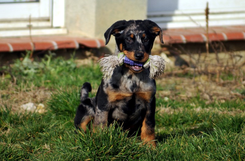 CH. Fame du berceau de bfamily