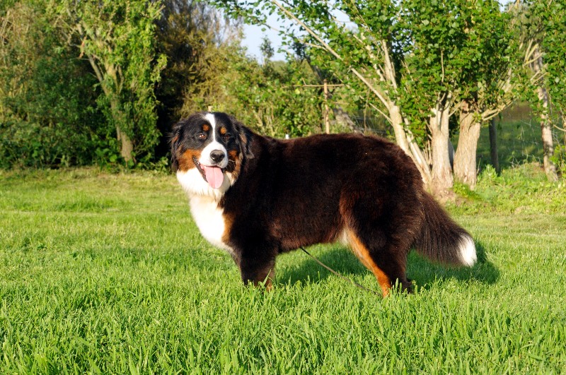 Publication : du berceau de bfamily Auteur : J.Avelin